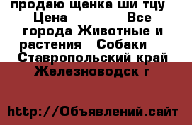 продаю щенка ши-тцу › Цена ­ 10 000 - Все города Животные и растения » Собаки   . Ставропольский край,Железноводск г.